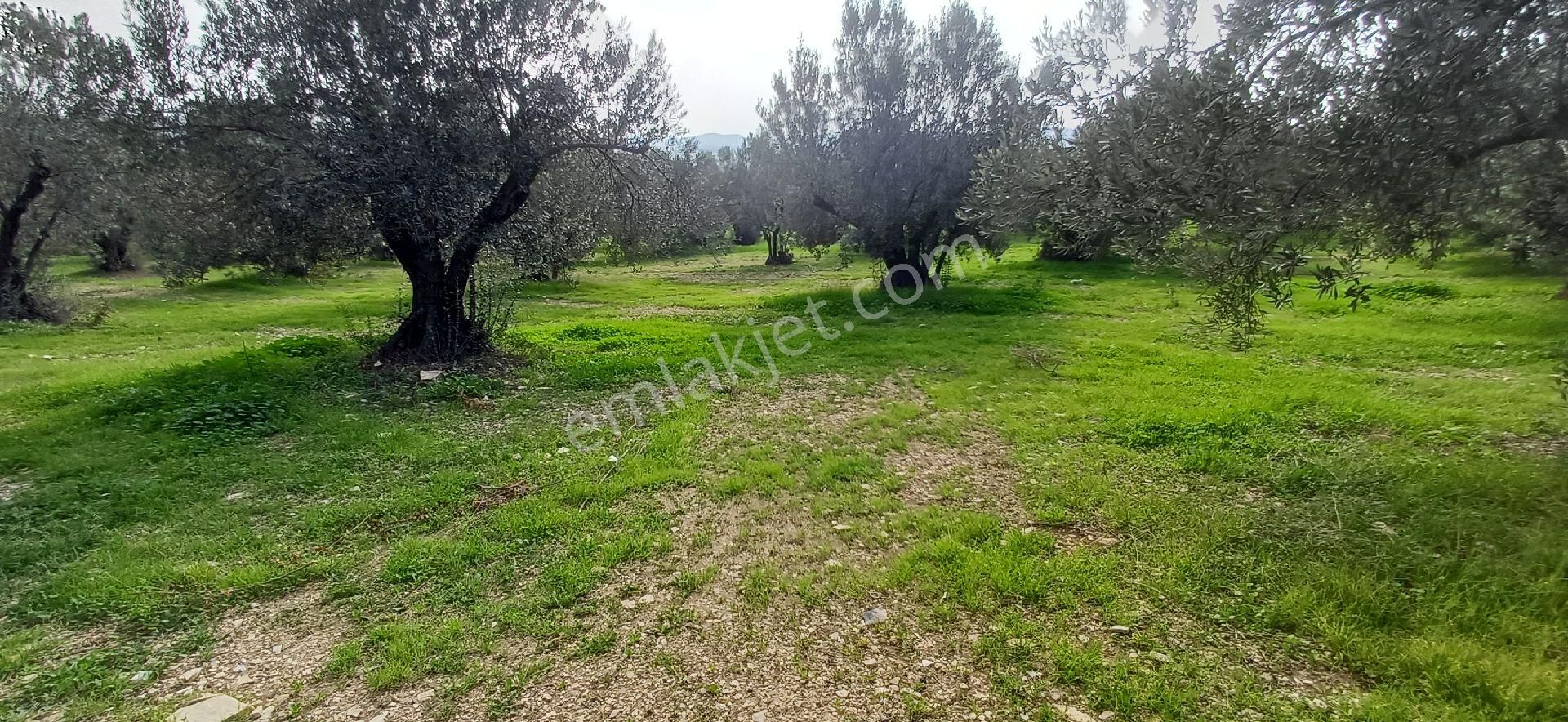 Foça Gerenköyde 4711 M² Yolu Olan Muhteşem Zeytinlik - Görsel 5