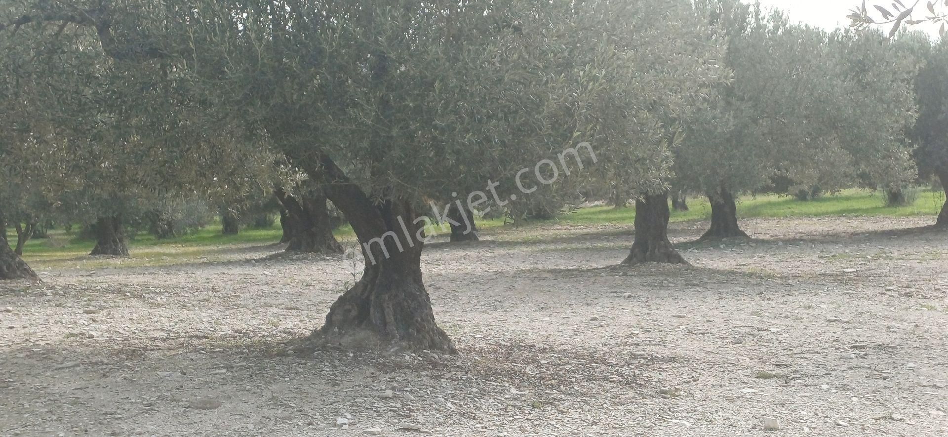 Foça Gerenköyde 4711 M² Yolu Olan Muhteşem Zeytinlik - Görsel 2