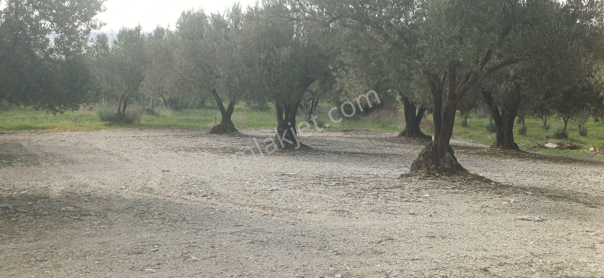 Foça Gerenköyde 4711 M² Yolu Olan Muhteşem Zeytinlik - Görsel 7