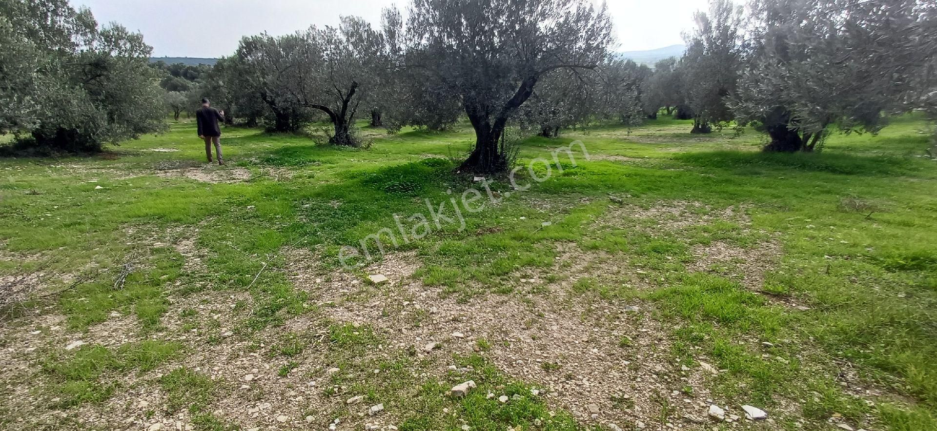 Foça Gerenköyde 4711 M² Yolu Olan Muhteşem Zeytinlik - Görsel 3