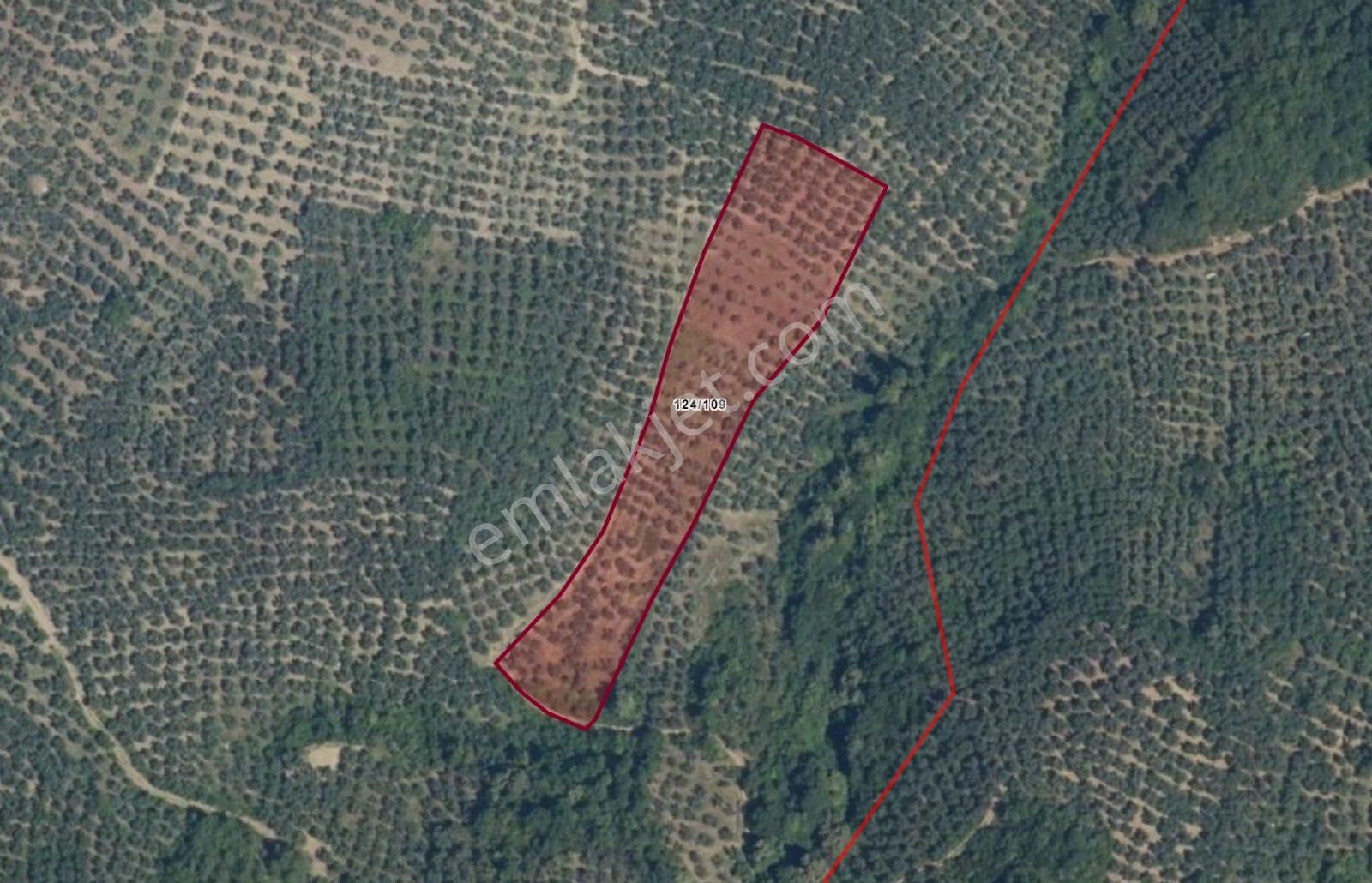 Heceler Erenler Mevkıınde 7.46 Dönümlük Zeytinlik Acil Satılık - Görsel 2