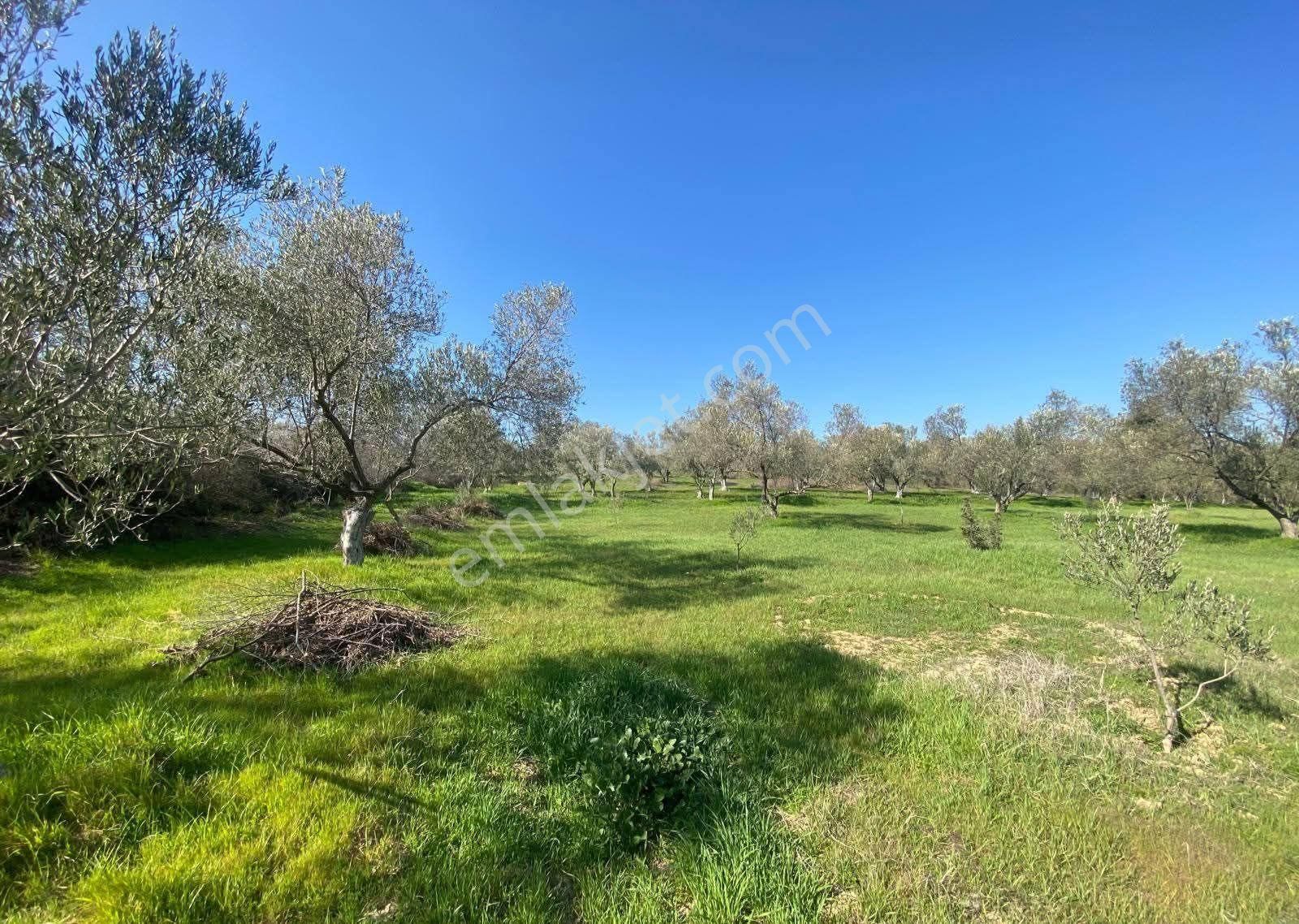 Ferizler'de Sondaj Suyu Olan 100 Ağaçlı 5.770 M² Zeytinlik - Görsel 5
