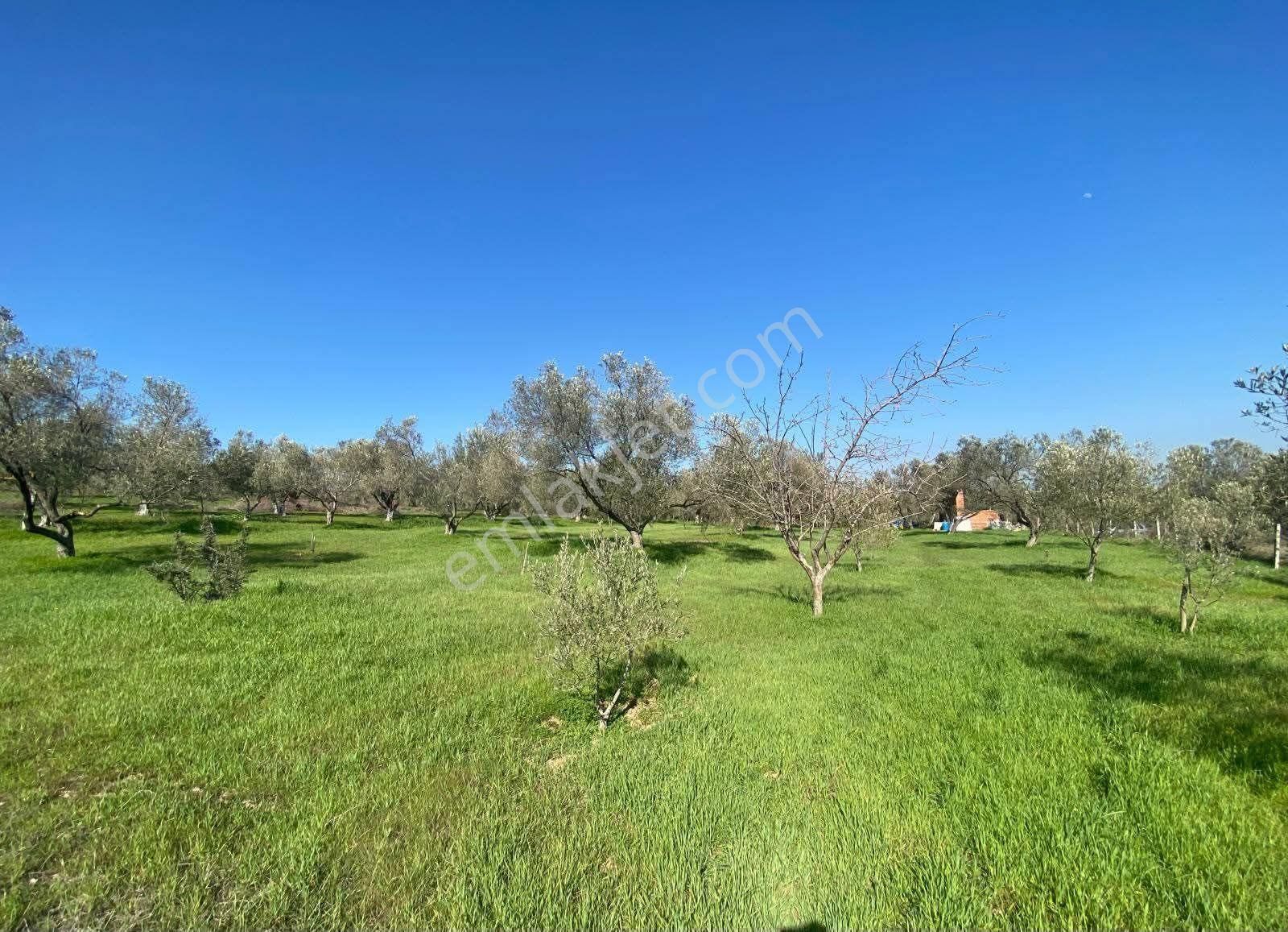 Ferizler'de Sondaj Suyu Olan 100 Ağaçlı 5.770 M² Zeytinlik - Görsel 4