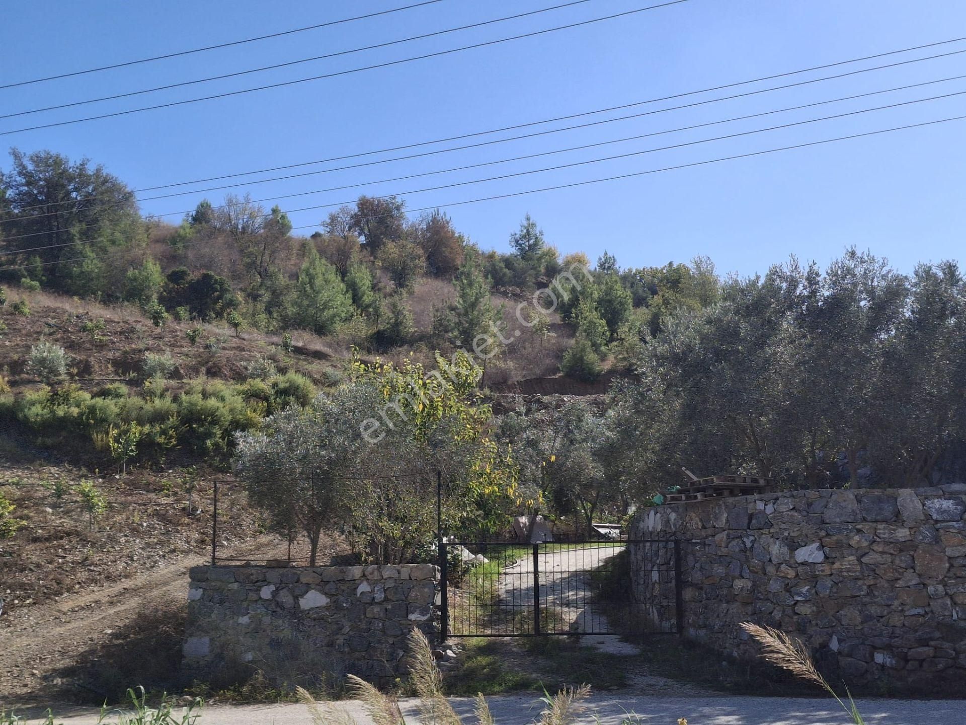 Alanya İmamlı | Yola Cepheli | 5.375 M2 Tarıma Uygun Verimli Tarla - Görsel 10