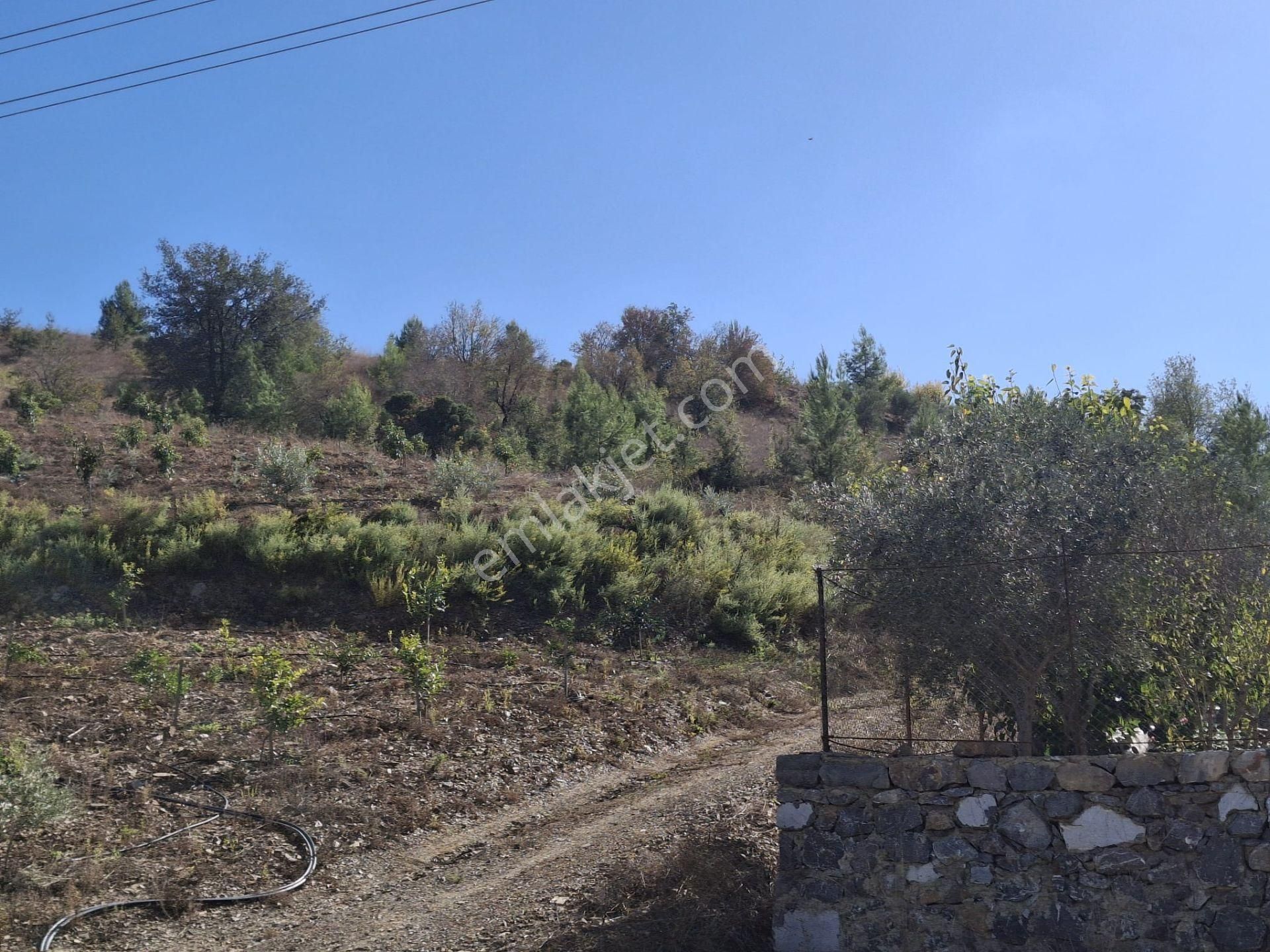 Alanya İmamlı | Yola Cepheli | 5.375 M2 Tarıma Uygun Verimli Tarla - Görsel 11