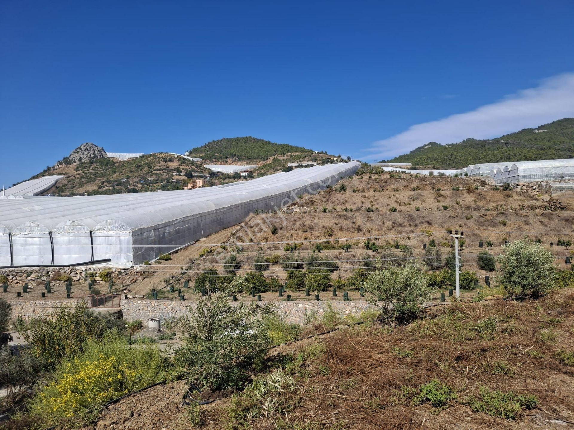 Alanya İmamlı | Yola Cepheli | 5.375 M2 Tarıma Uygun Verimli Tarla - Görsel 4