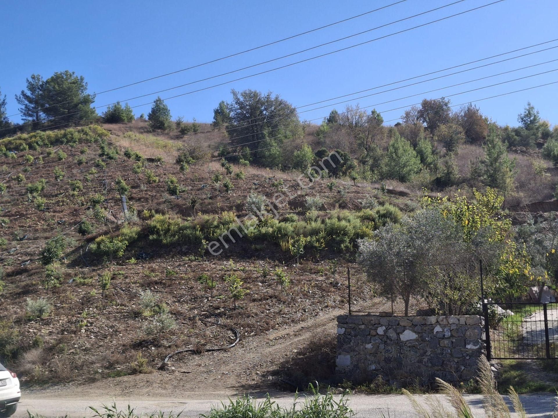 Alanya İmamlı | Yola Cepheli | 5.375 M2 Tarıma Uygun Verimli Tarla - Görsel 9