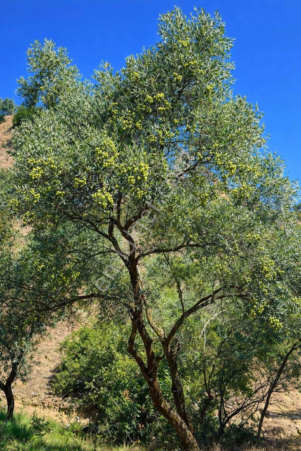 Nazilli İsabeyli Mah. Yola Cephe Uygun Fiyatlı Zeytinlik - Görsel 3