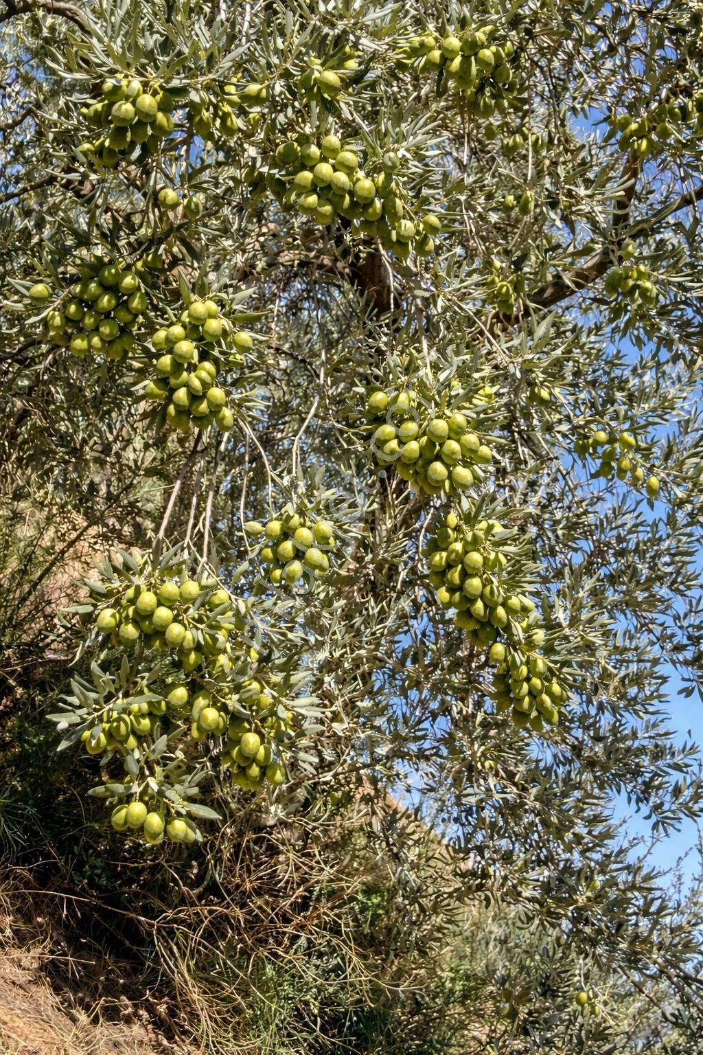 Nazilli İsabeyli Mah. Yola Cephe Uygun Fiyatlı Zeytinlik - Görsel 2