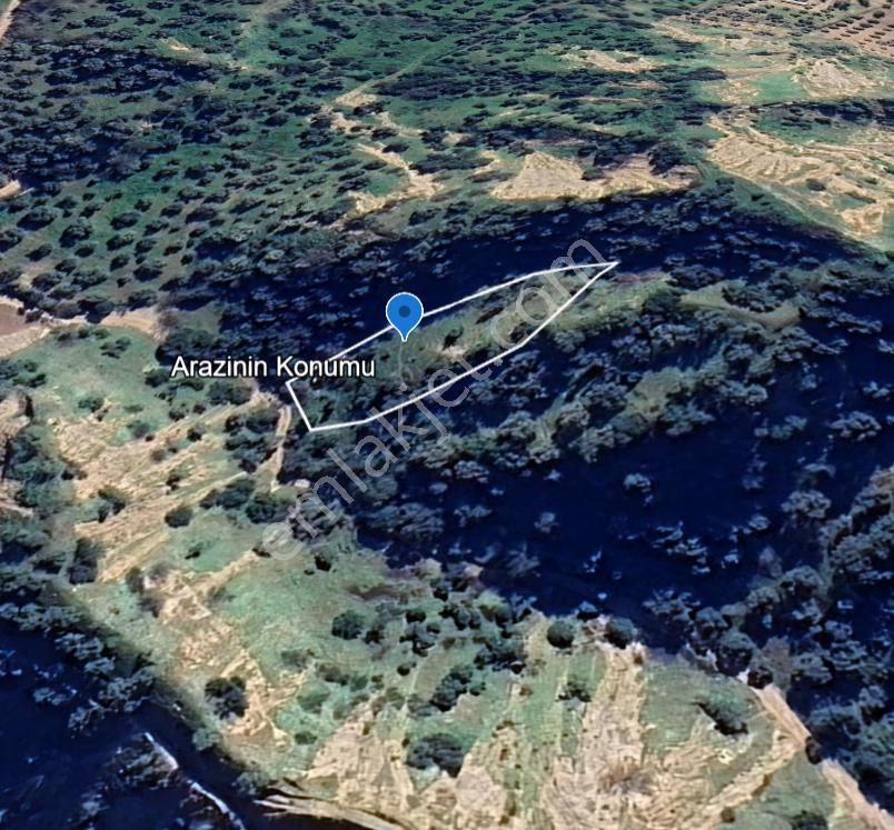 Nazilli İsabeyli Mah. Yola Cephe Uygun Fiyatlı Zeytinlik - Görsel 9