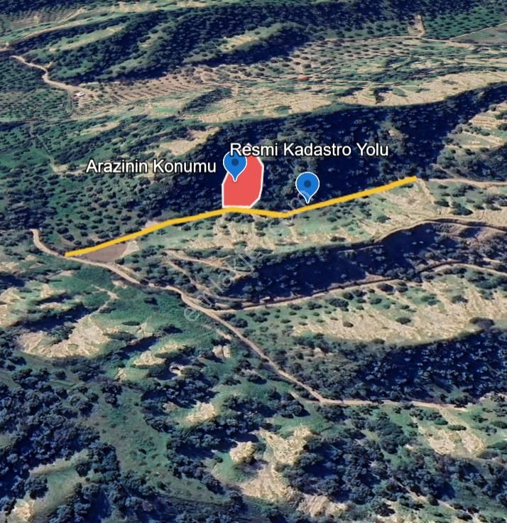 Nazilli İsabeyli Mah. Yola Cephe Uygun Fiyatlı Zeytinlik - Görsel 6