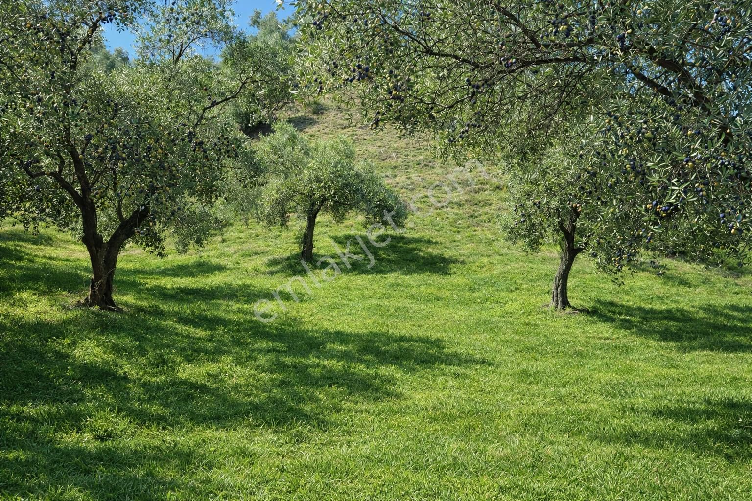 Nazilli İsabeyli Mah. Yola Cephe Uygun Fiyatlı Zeytinlik