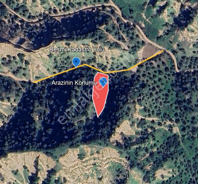 Nazilli İsabeyli Mah. Yola Cephe Uygun Fiyatlı Zeytinlik - Görsel 7