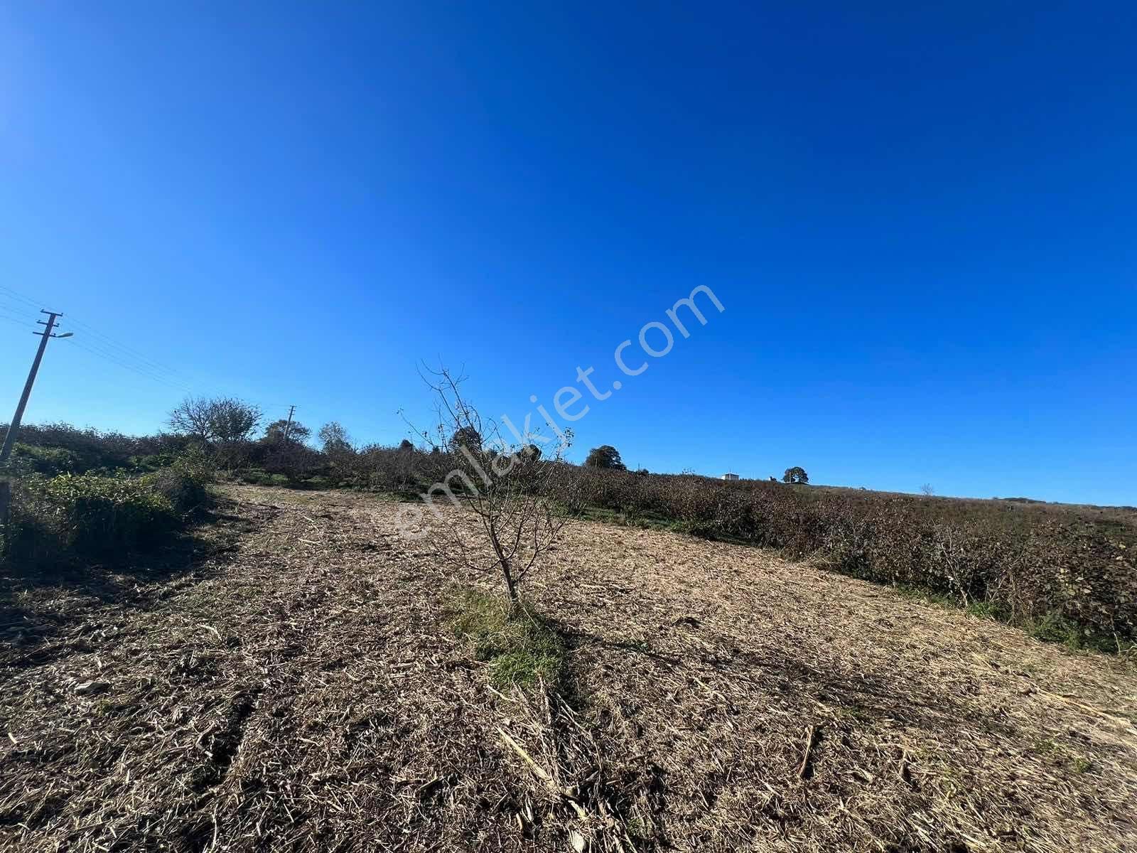 Ayhan Hepdiker'den Resuller'de 84500m2 Çiftlik Ve Fındıklık - Görsel 6