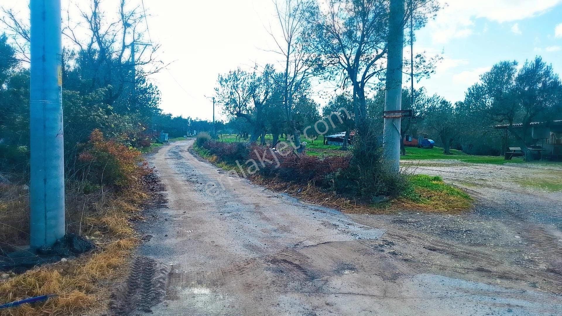 Denize 5 Km Mesafede 9.928 M² Numarataşı Suyu Ve Elektrik Abonesi Olan Zeytinlik - Görsel 16