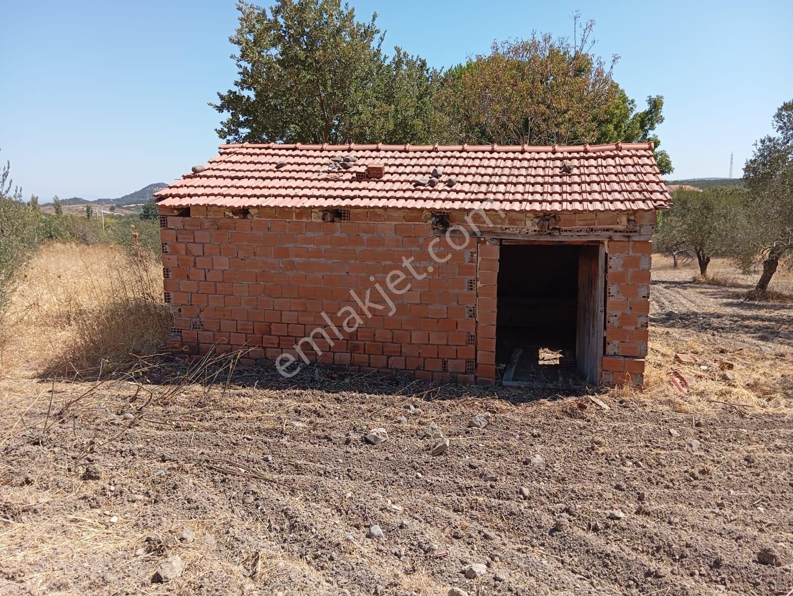 Denize 5 Km Mesafede 9.928 M² Numarataşı Suyu Ve Elektrik Abonesi Olan Zeytinlik - Görsel 4