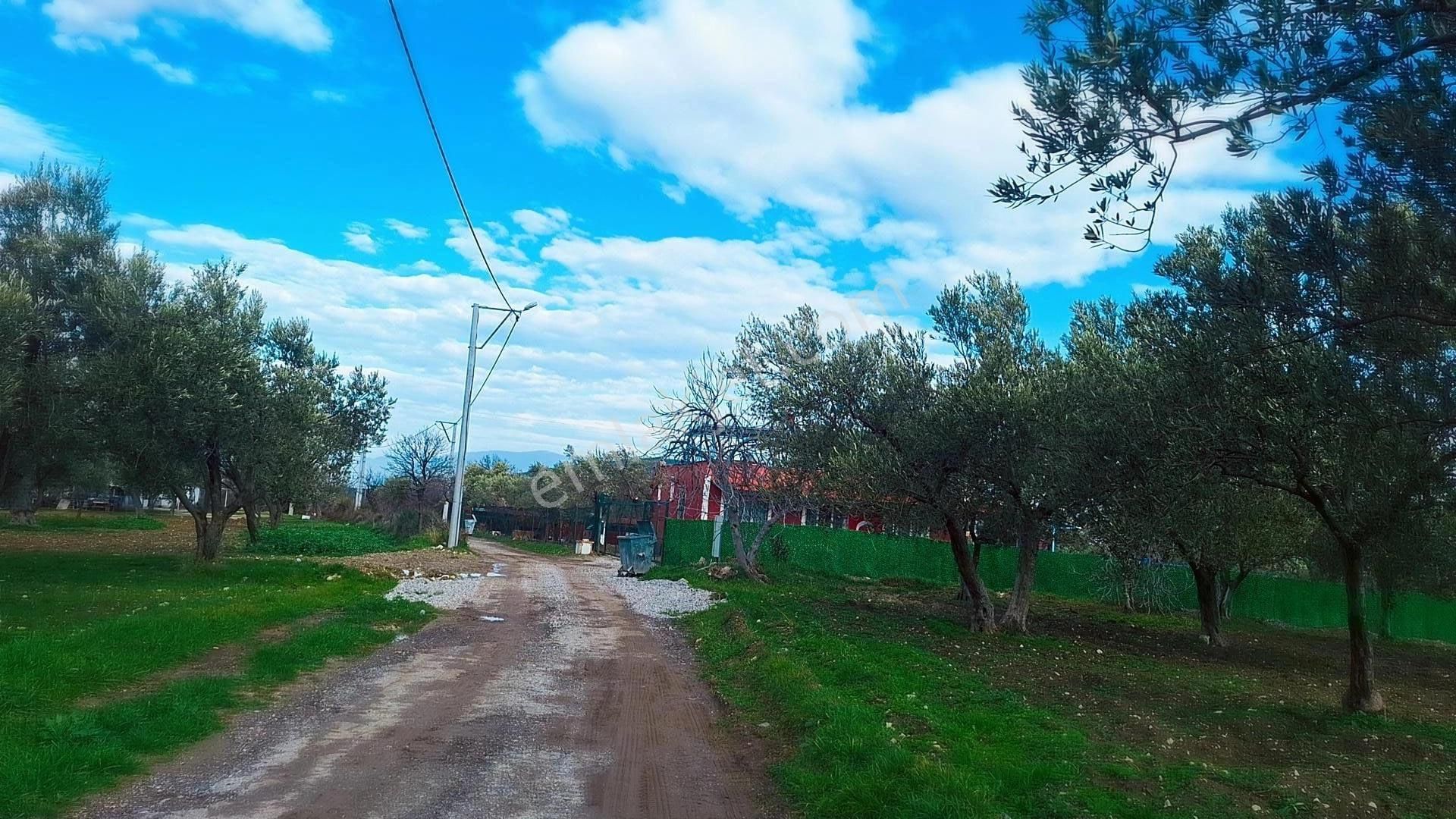 Denize 5 Km Mesafede 9.928 M² Numarataşı Suyu Ve Elektrik Abonesi Olan Zeytinlik - Görsel 11