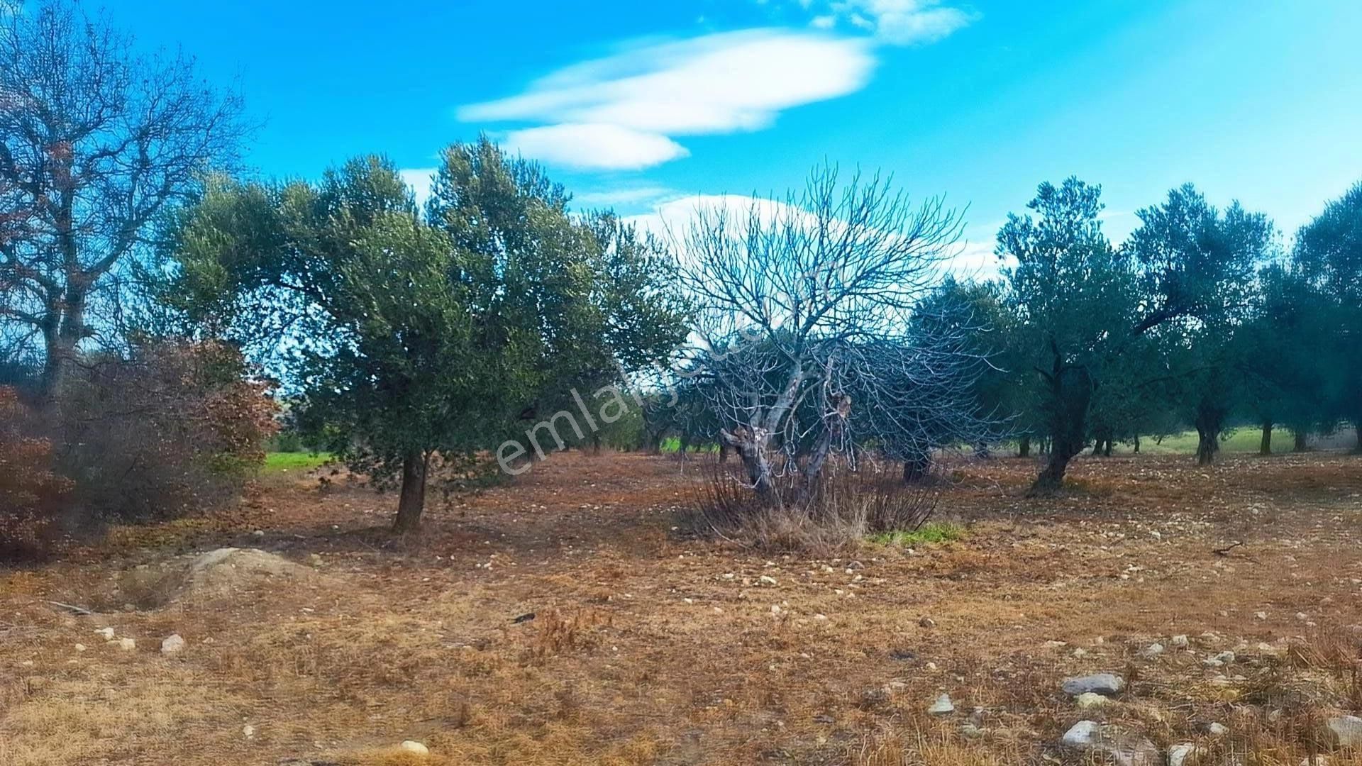 Denize 5 Km Mesafede 9.928 M² Numarataşı Suyu Ve Elektrik Abonesi Olan Zeytinlik - Görsel 13