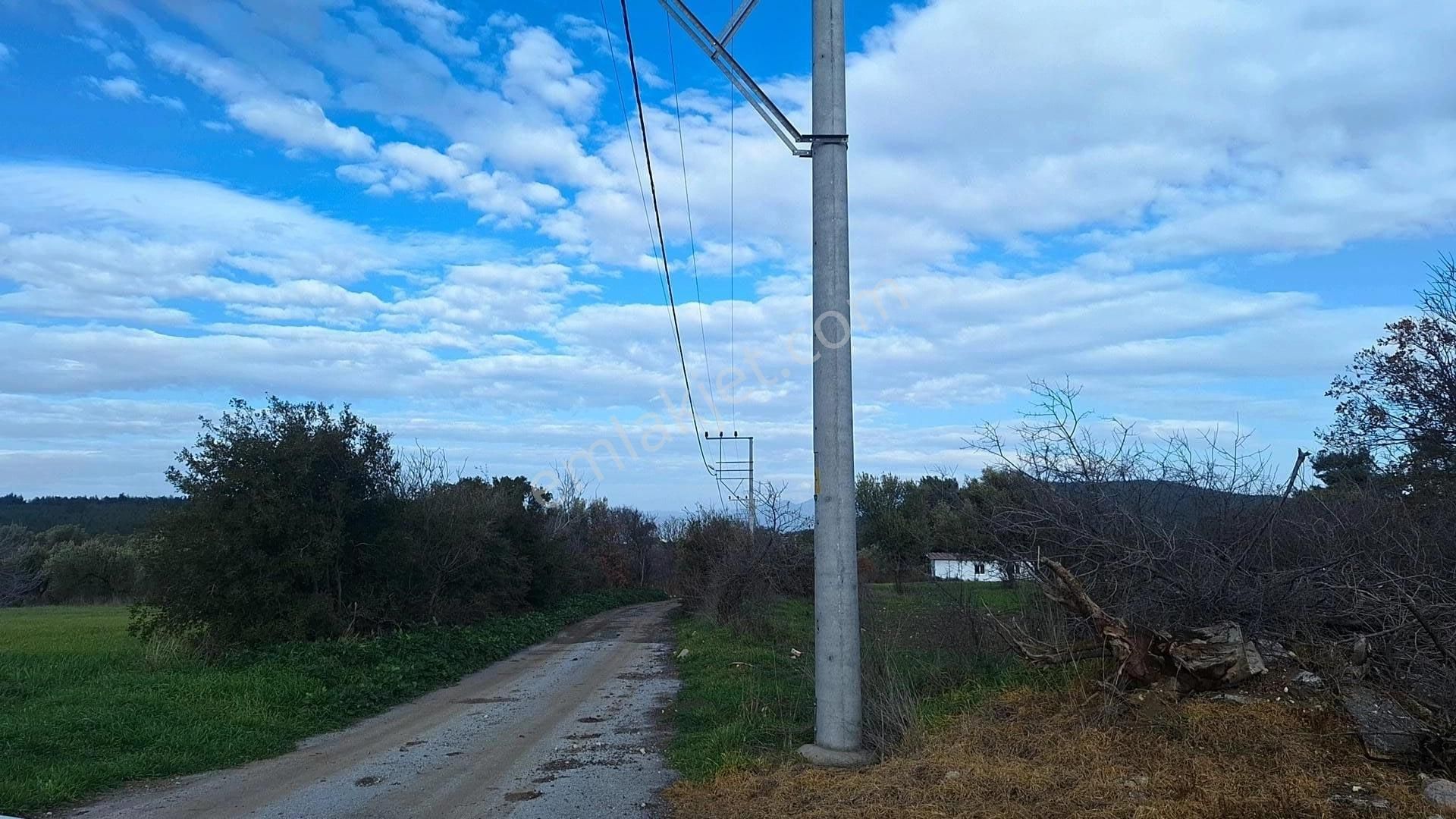 Denize 5 Km Mesafede 9.928 M² Numarataşı Suyu Ve Elektrik Abonesi Olan Zeytinlik - Görsel 10