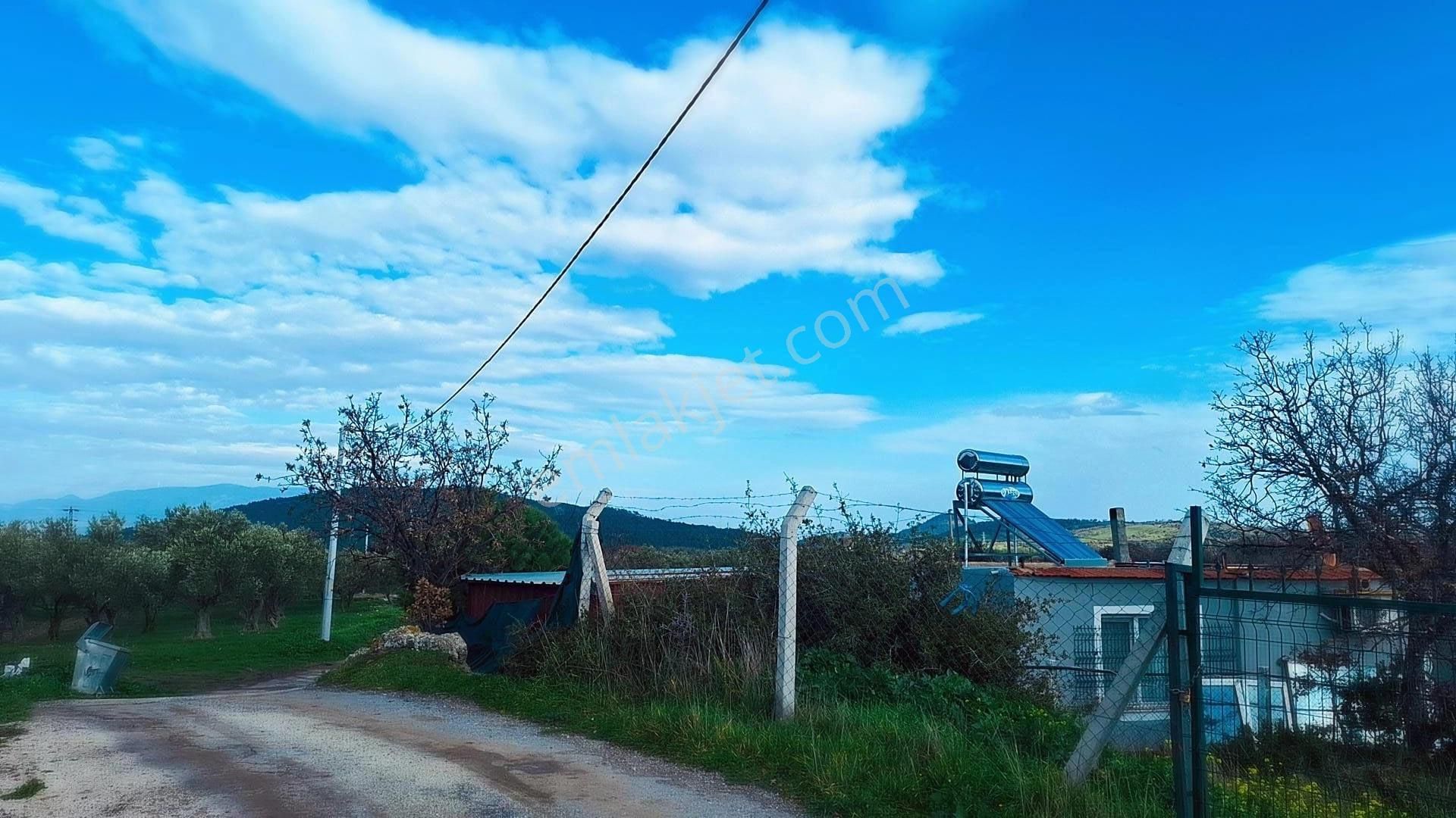 Denize 5 Km Mesafede 9.928 M² Numarataşı Suyu Ve Elektrik Abonesi Olan Zeytinlik - Görsel 14