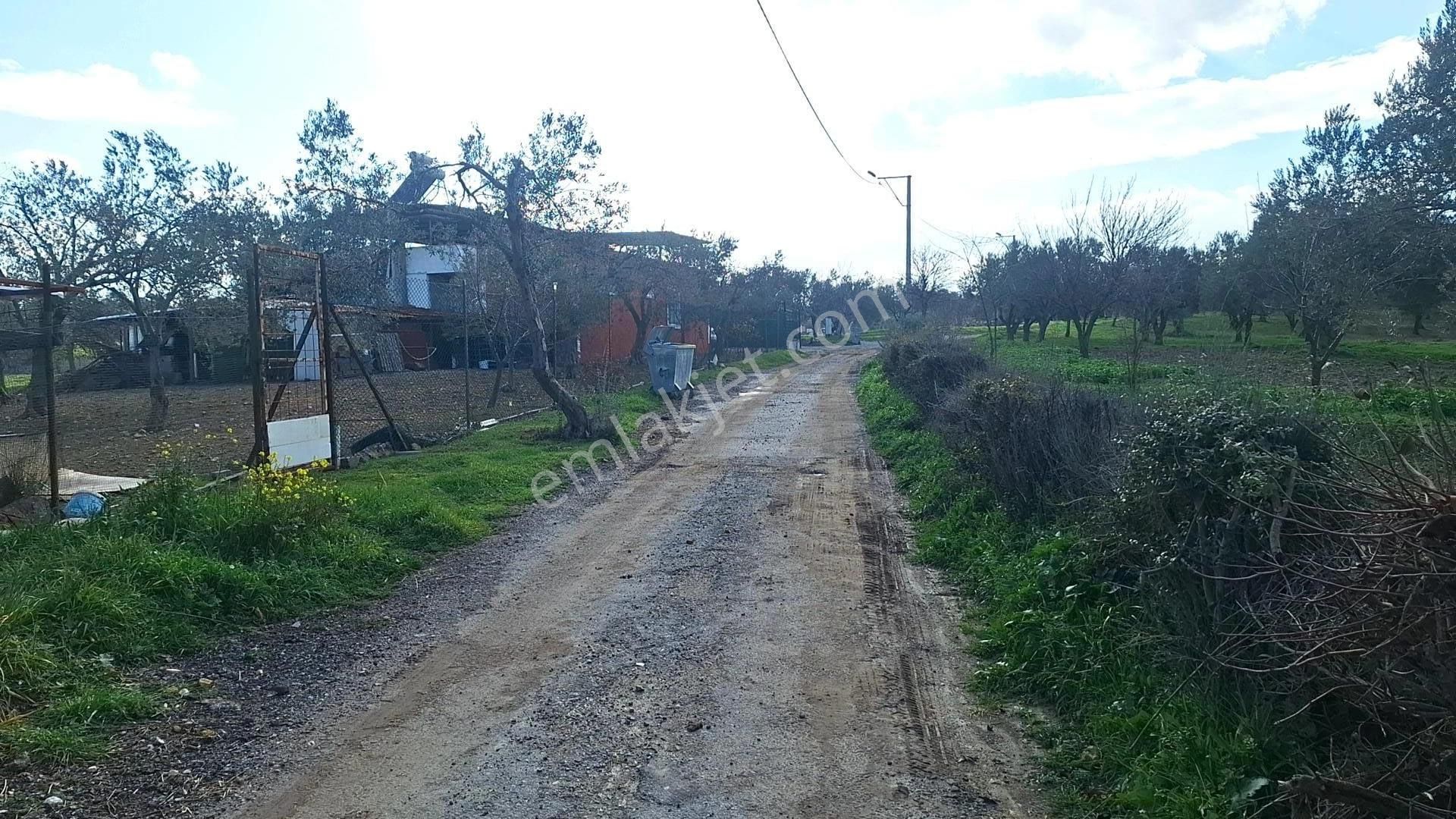Denize 5 Km Mesafede 9.928 M² Numarataşı Suyu Ve Elektrik Abonesi Olan Zeytinlik - Görsel 15
