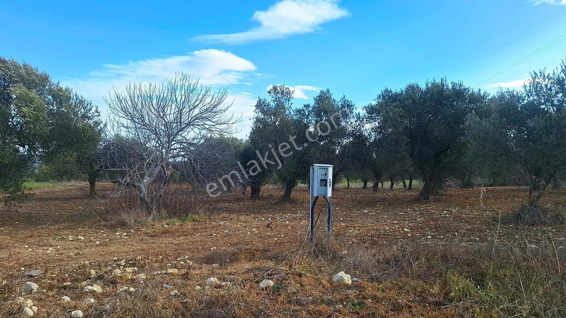Denize 5 Km Mesafede 9.928 M² Numarataşı Suyu Ve Elektrik Abonesi Olan Zeytinlik - Görsel 9