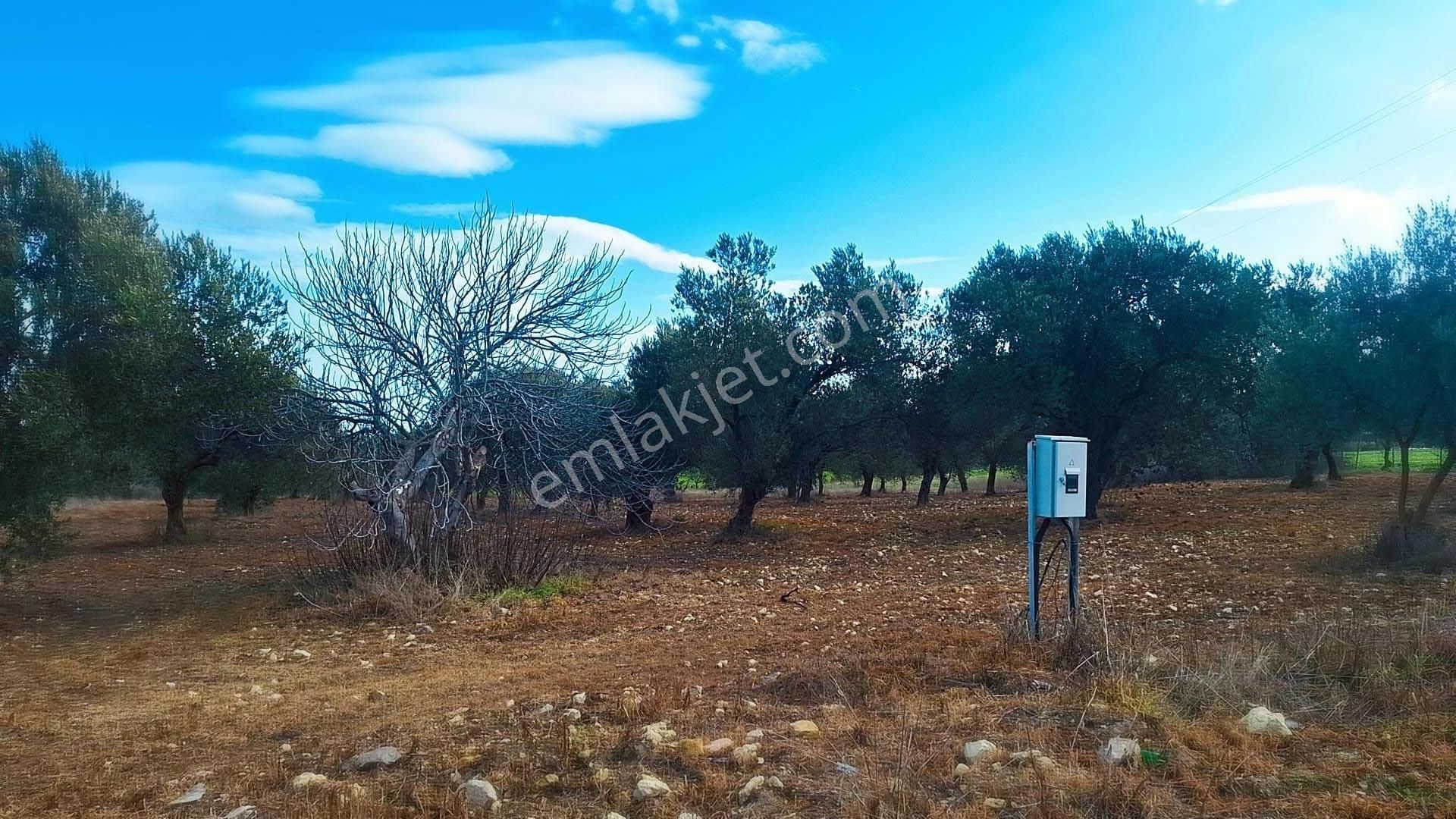 Denize 5 Km Mesafede 9.928 M² Numarataşı Suyu Ve Elektrik Abonesi Olan Zeytinlik - Görsel 17
