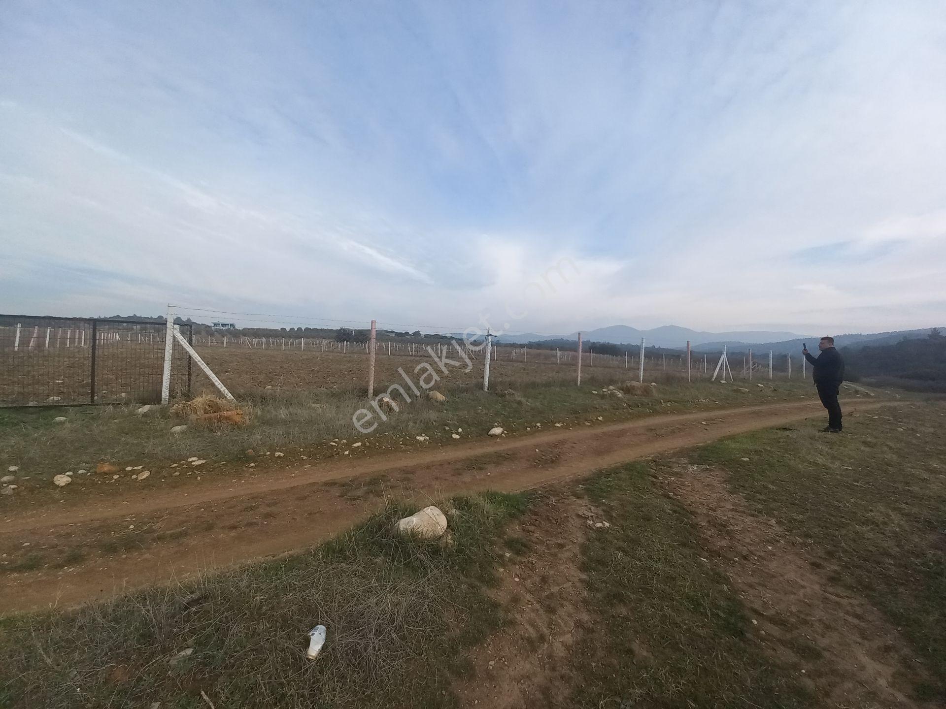 Manisa Turgutlu Mursallaryeniköy'de Satılık Tarla - Görsel 9