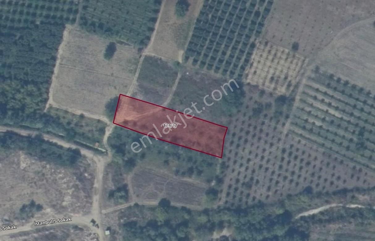 Sakarya Geyve Eşmede Satılık Bakımlı Elma Bahçesi - Görsel 2