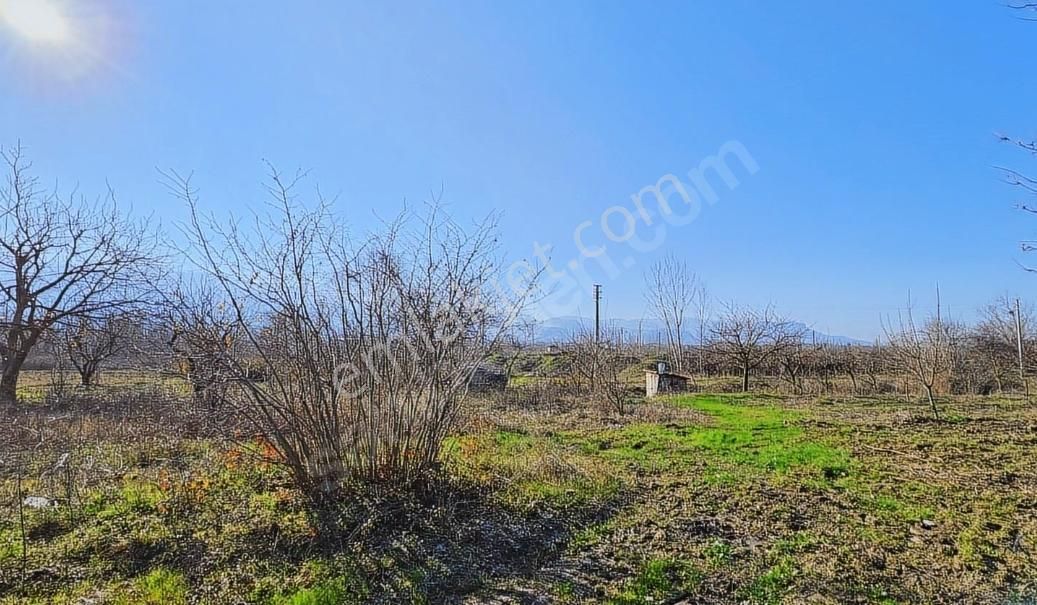 Sakarya Geyve Eşmede Satılık Bakımlı Elma Bahçesi