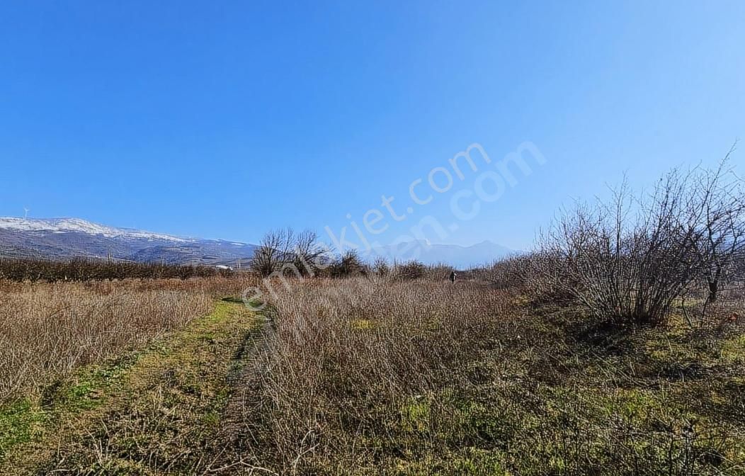 Sakarya Geyve Eşmede Satılık Bakımlı Elma Bahçesi - Görsel 3