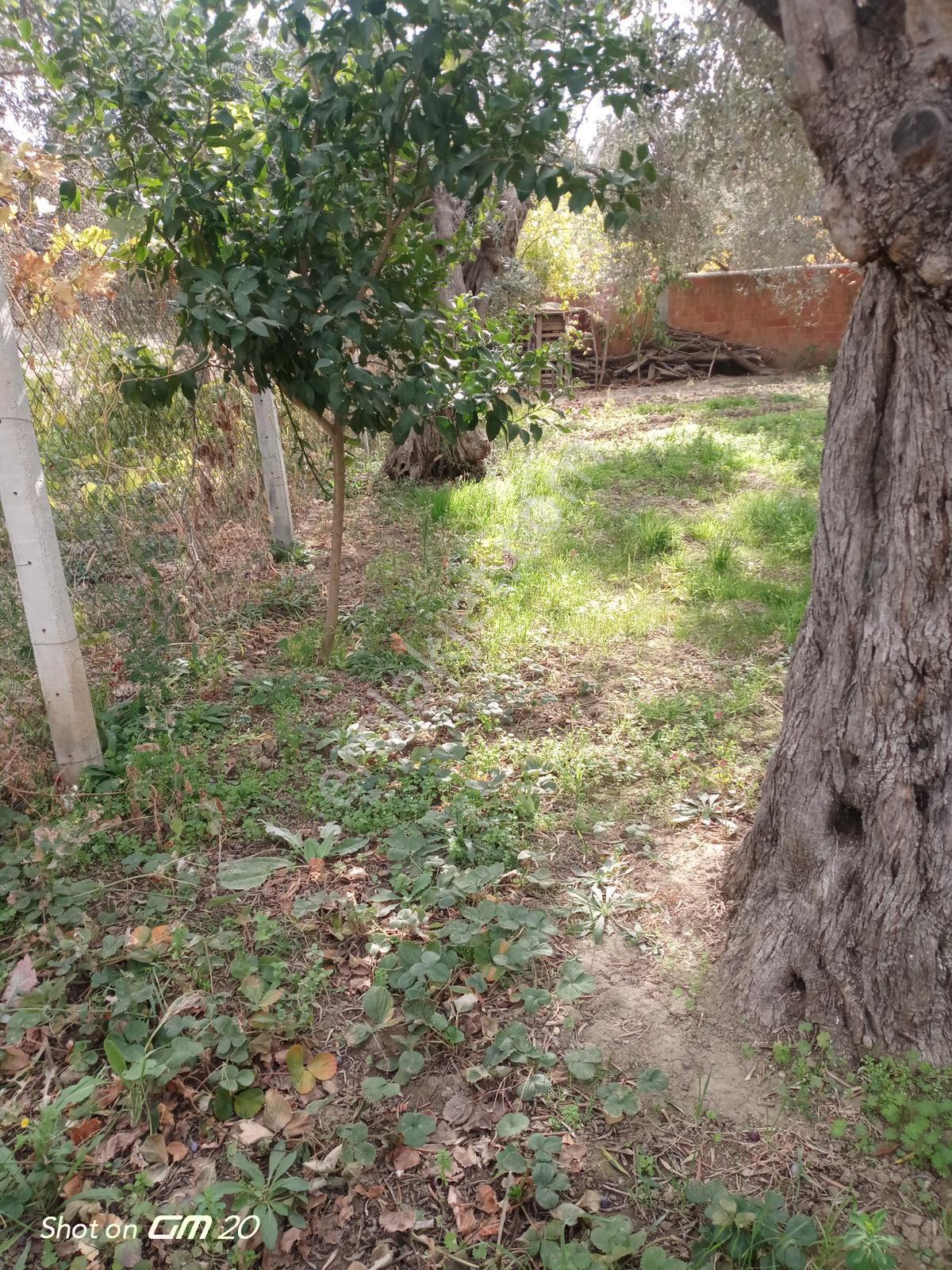 Balıkesir Havran’da Üç Katlı İmarlı Satılık Arsa - Görsel 15