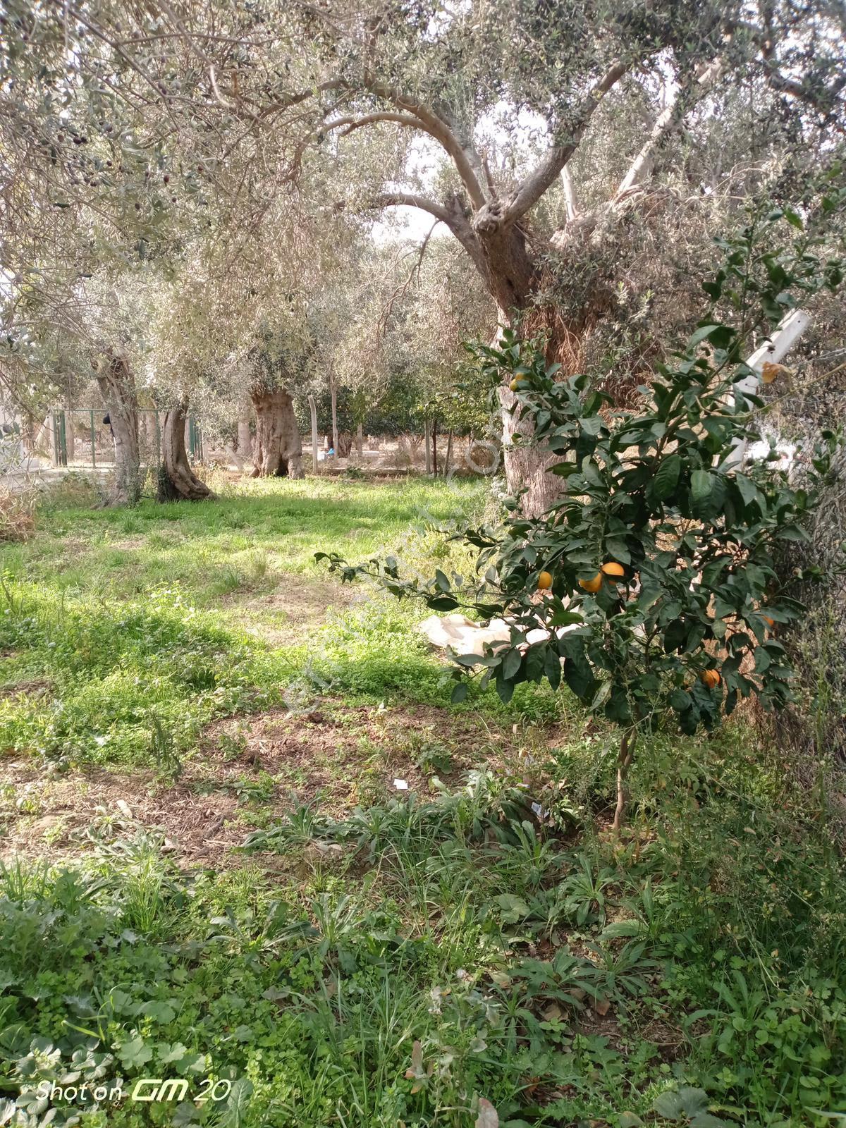 Balıkesir Havran’da Üç Katlı İmarlı Satılık Arsa - Görsel 27