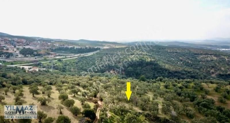 Zeytindağ Merkeze 400 Mt Mesafede Satılık Zeytinlik - Görsel 12
