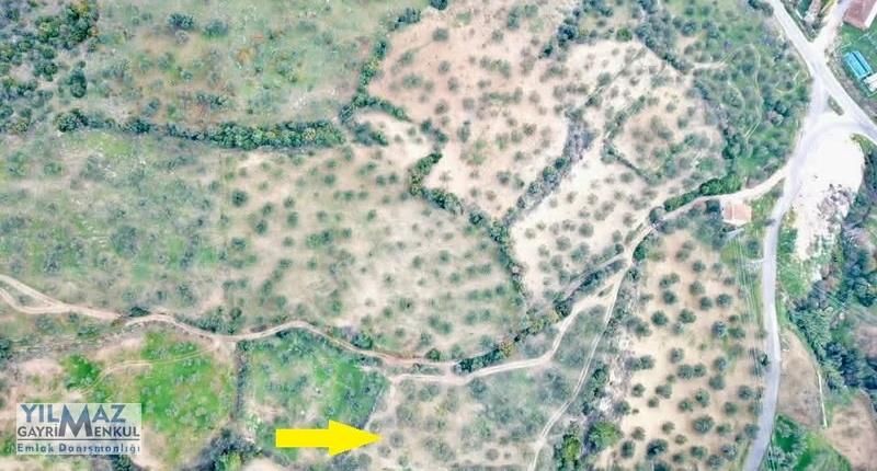 Zeytindağ Merkeze 400 Mt Mesafede Satılık Zeytinlik - Görsel 7