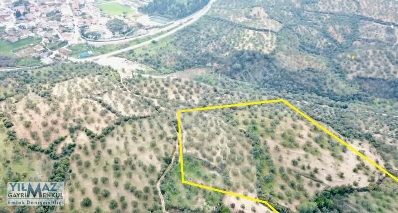 Zeytindağ Merkeze 400 Mt Mesafede Satılık Zeytinlik - Görsel 11