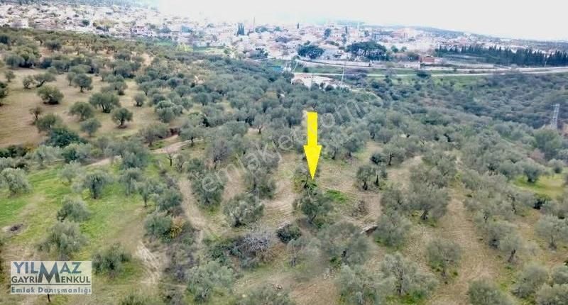 Zeytindağ Merkeze 400 Mt Mesafede Satılık Zeytinlik - Görsel 28
