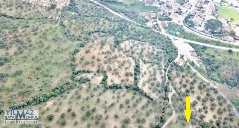 Zeytindağ Merkeze 400 Mt Mesafede Satılık Zeytinlik - Görsel 2