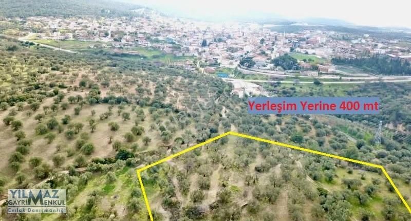 Zeytindağ Merkeze 400 Mt Mesafede Satılık Zeytinlik - Görsel 17