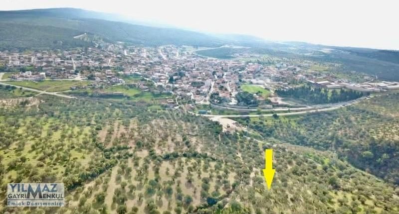 Zeytindağ Merkeze 400 Mt Mesafede Satılık Zeytinlik - Görsel 4