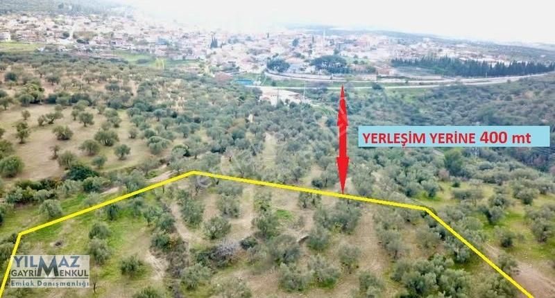 Zeytindağ Merkeze 400 Mt Mesafede Satılık Zeytinlik
