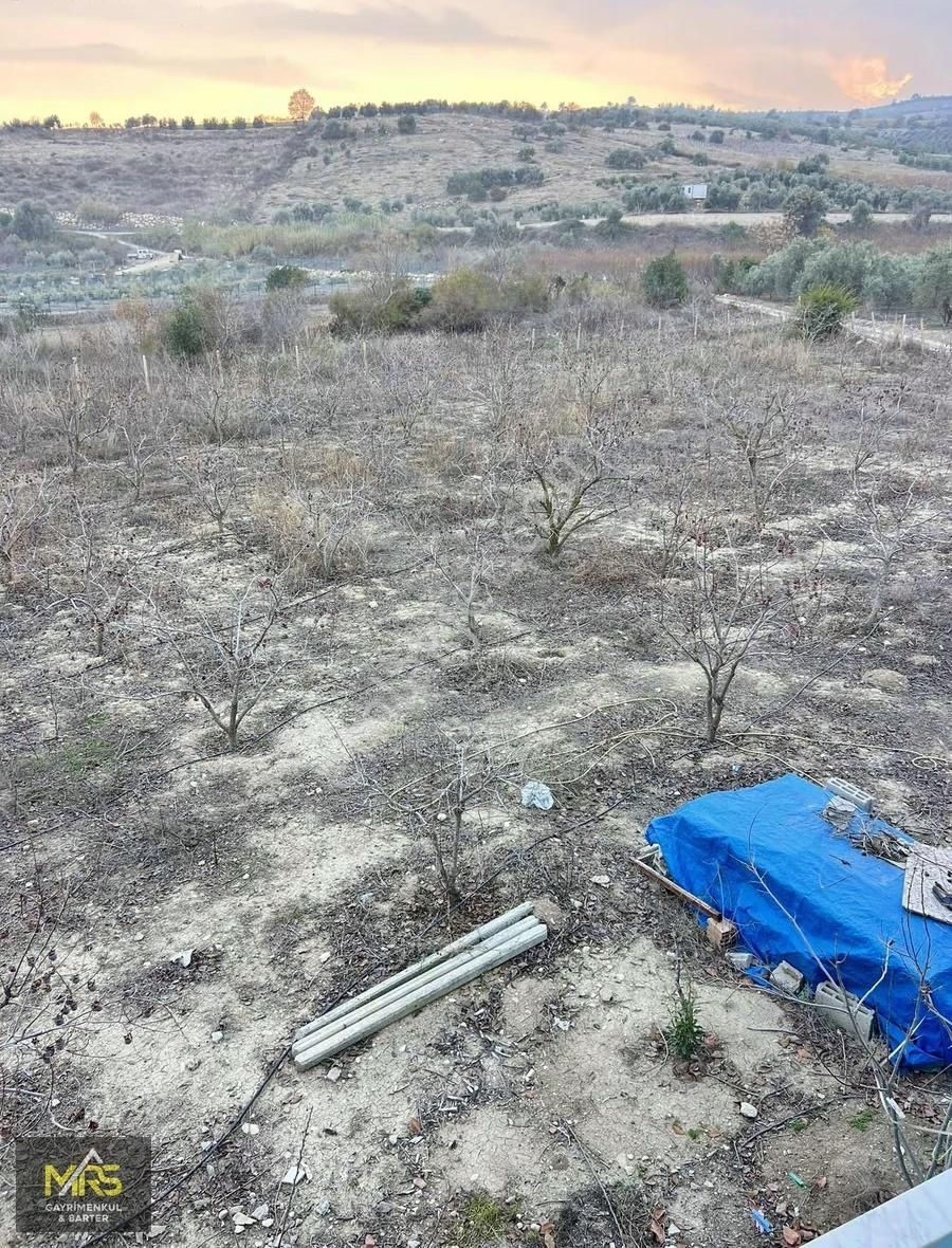 Mrs Gayrimenkul Akdeniz Camili Köyü 2500 Dönüm İçinde - Görsel 3