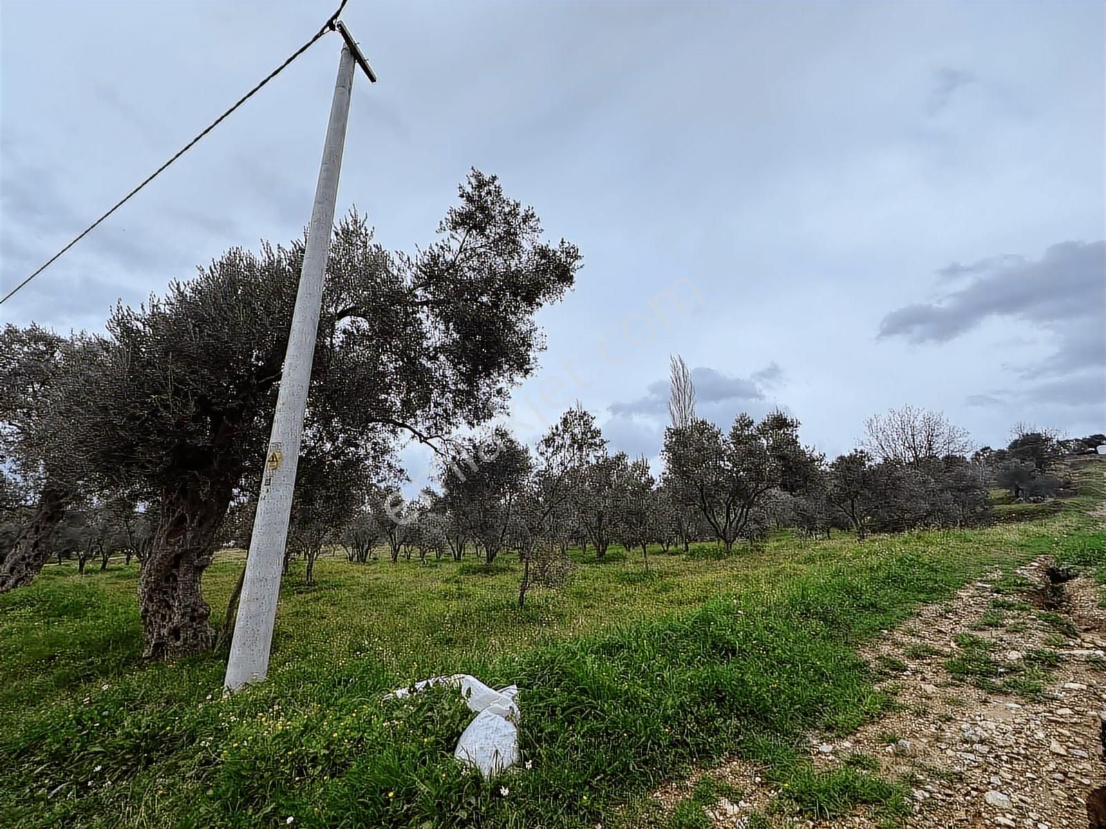 İzmir Torbalı Karakızlar'da Doğayla İç İçe Satılık Zeytinlik - Görsel 3
