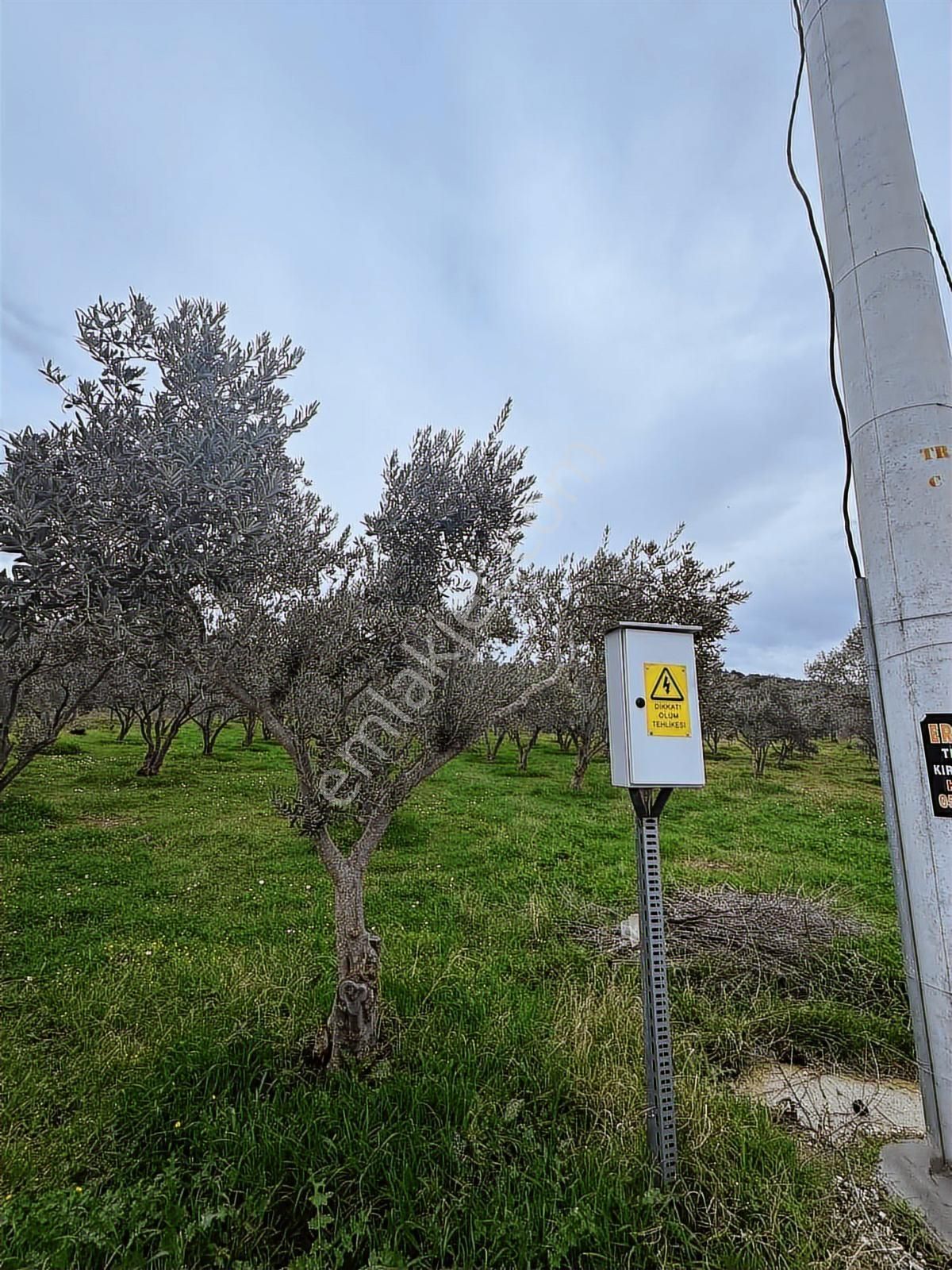 İzmir Torbalı Karakızlar'da Doğayla İç İçe Satılık Zeytinlik - Görsel 9