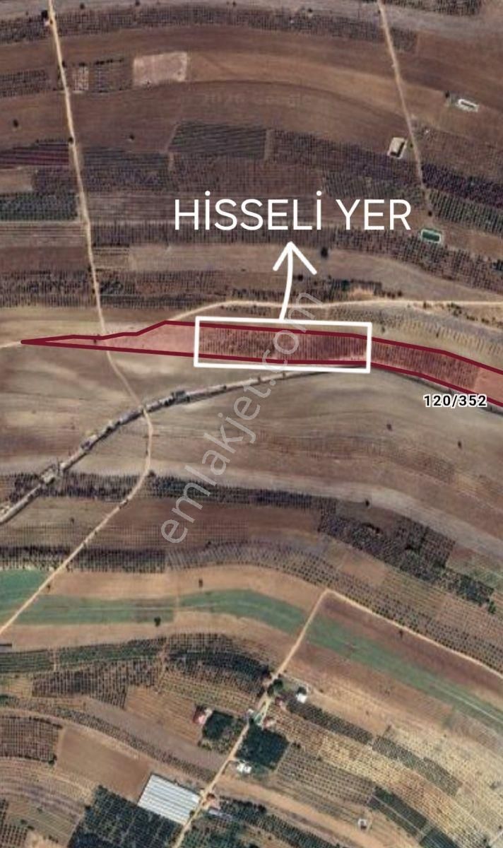 Korkuteli Bayat Mh. Satılık 11 Dönüm Yetişkin Armut Bahçesi - Görsel 2