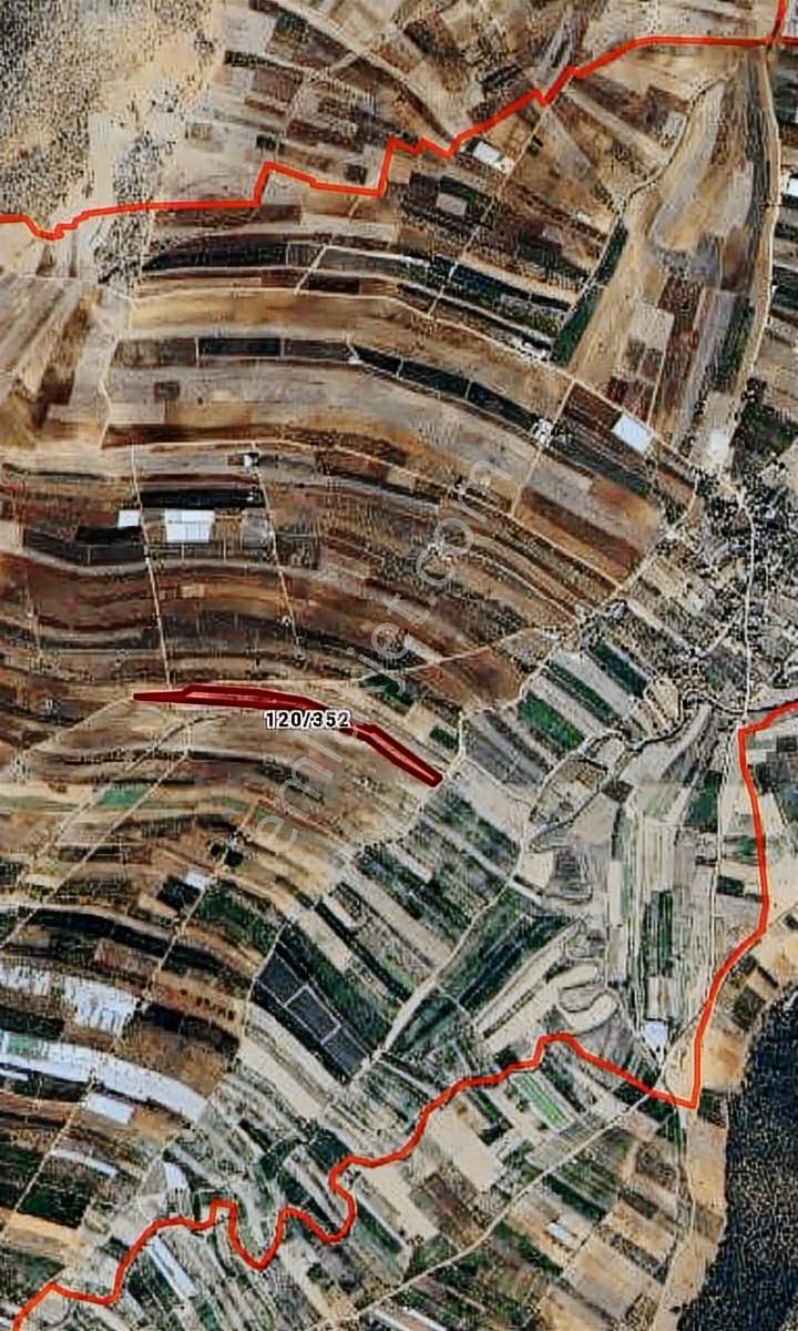 Korkuteli Bayat Mh. Satılık 11 Dönüm Yetişkin Armut Bahçesi