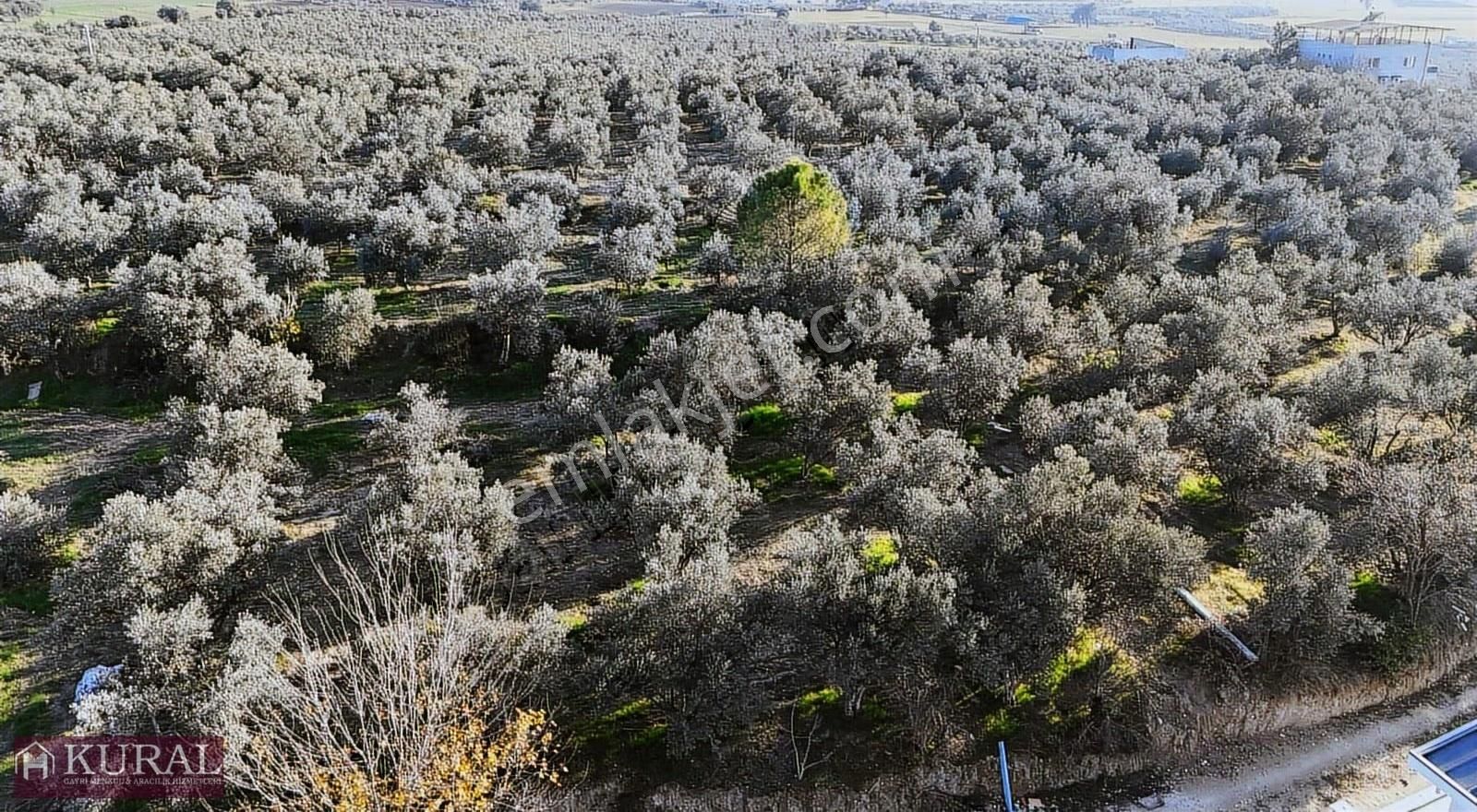 İzmir Menderes Bulgurcada 1510m2 Hissetapulu Elektriksu Arsalar - Görsel 22