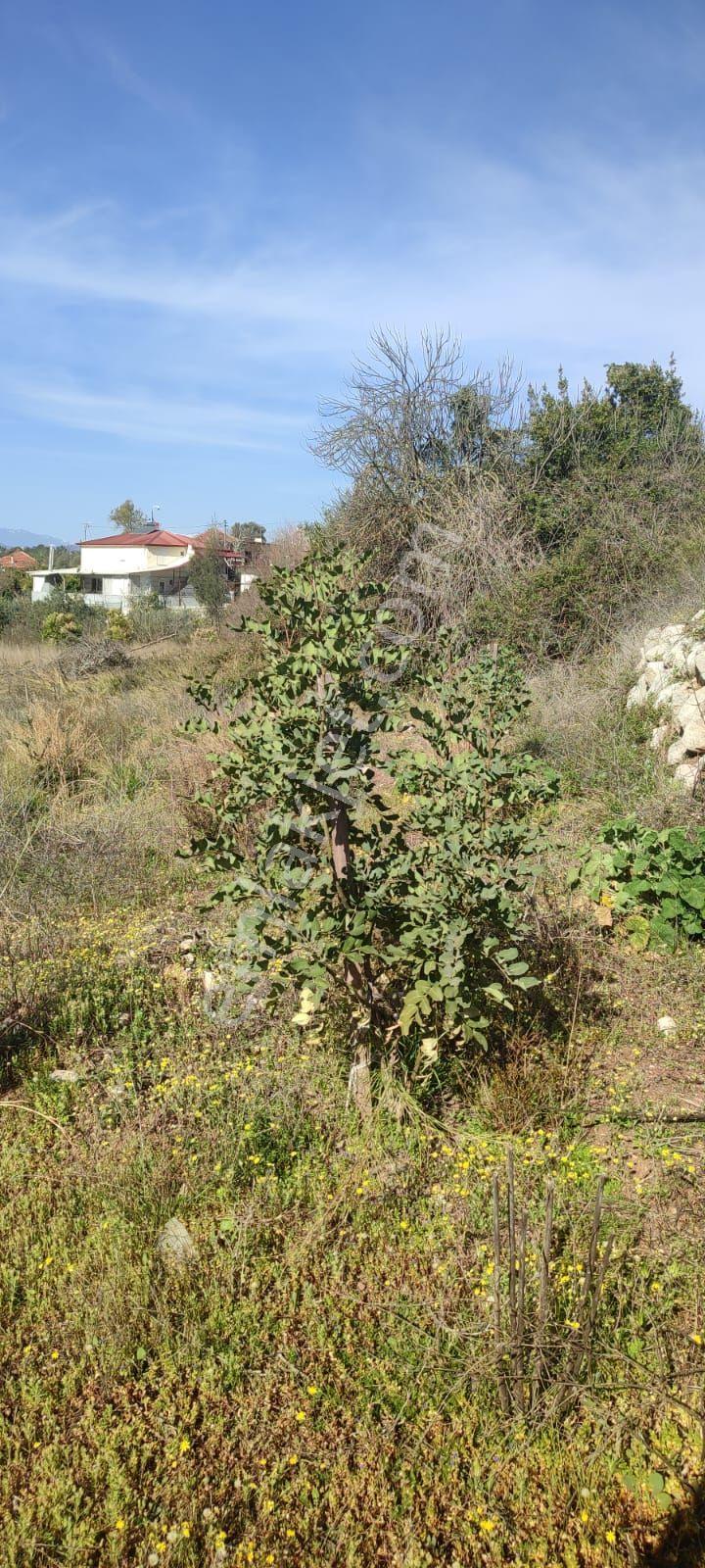 Erentepe Mükemmel Kon - Görsel 9