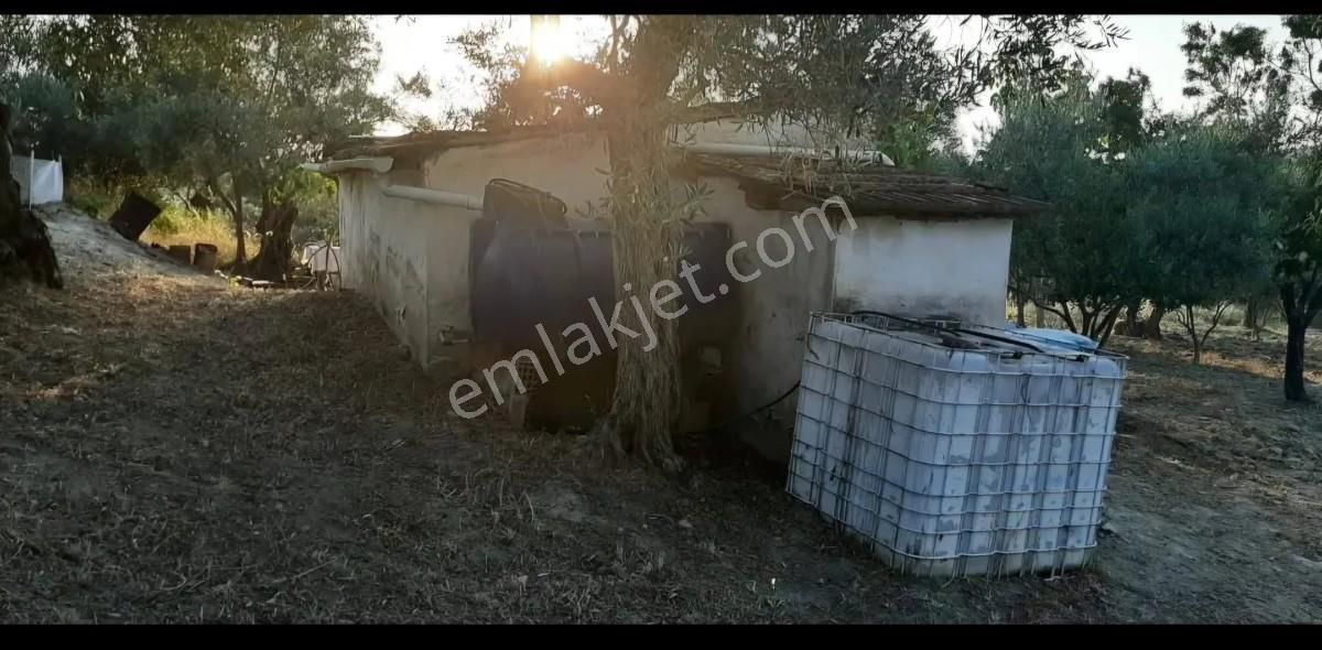 Kuşadası Kirazlı Yoluna 100 Metre Satılık Zeytinlik - Görsel 3