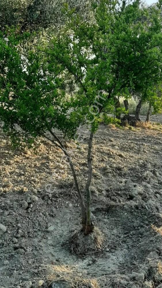 Kuşadası Kirazlı Yoluna 100 Metre Satılık Zeytinlik - Görsel 4
